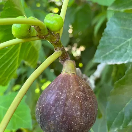 مزرعة للإقامة Tenute Masseria Notari بورغوني